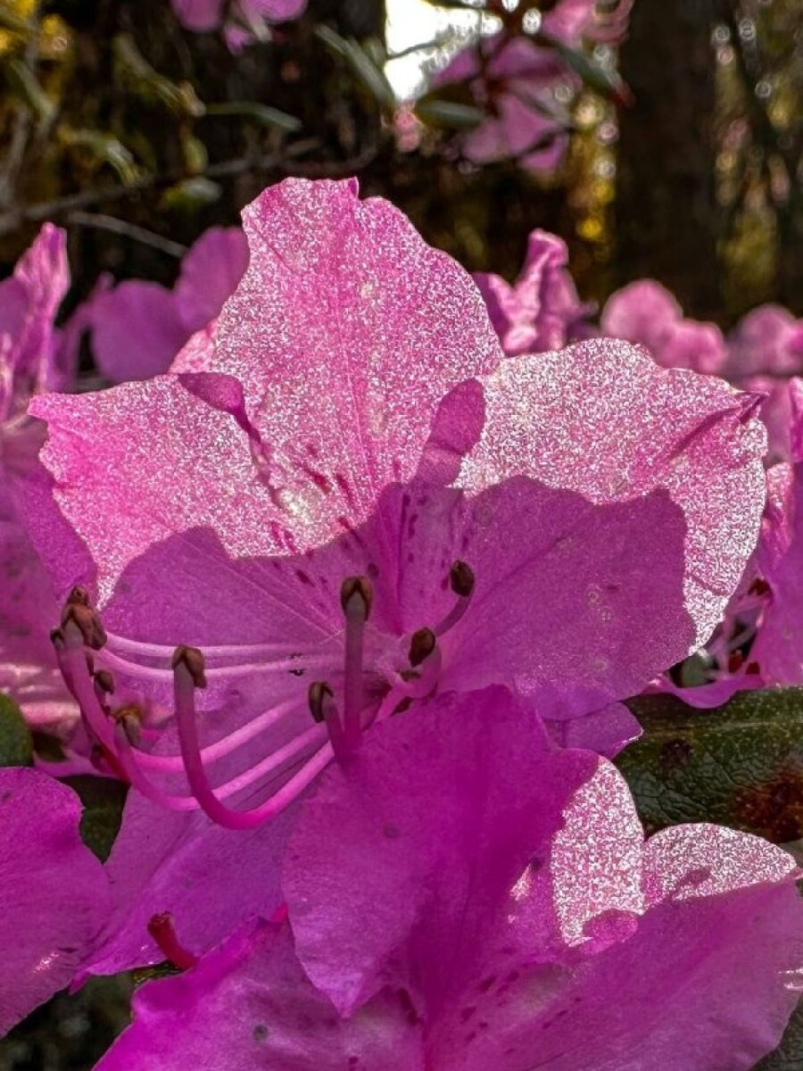    Цветение маральника на берегах Золотого озера. Источник: Роман Воробьев и Татьяна Клименко