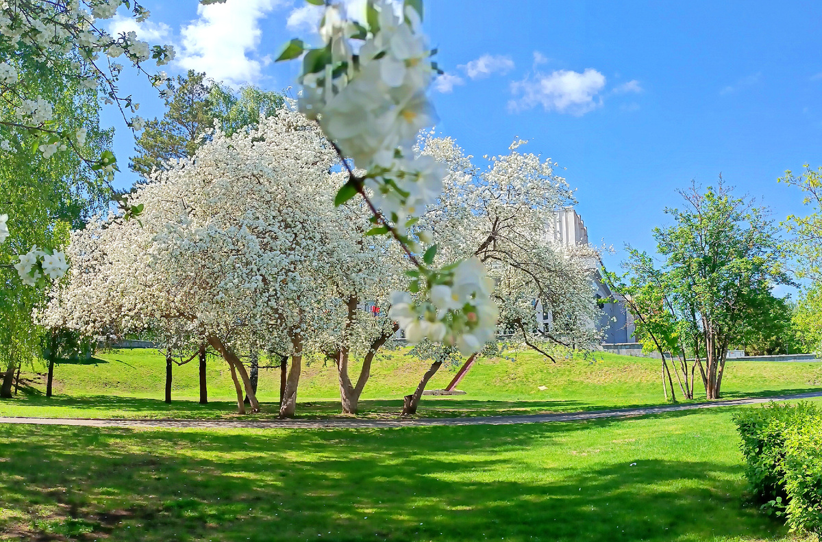 Где-то на просторах моего весеннего, цветущего города. Фотография автора, май 2025 года. 