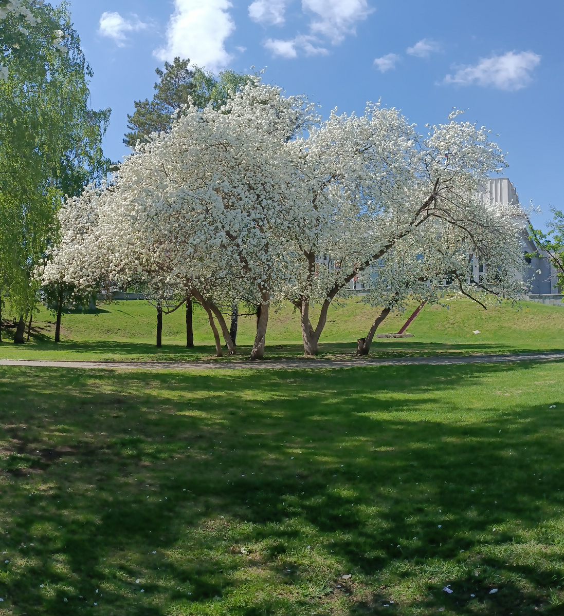Где-то на просторах моего майского города. Фотография автора, май 2025 года. 