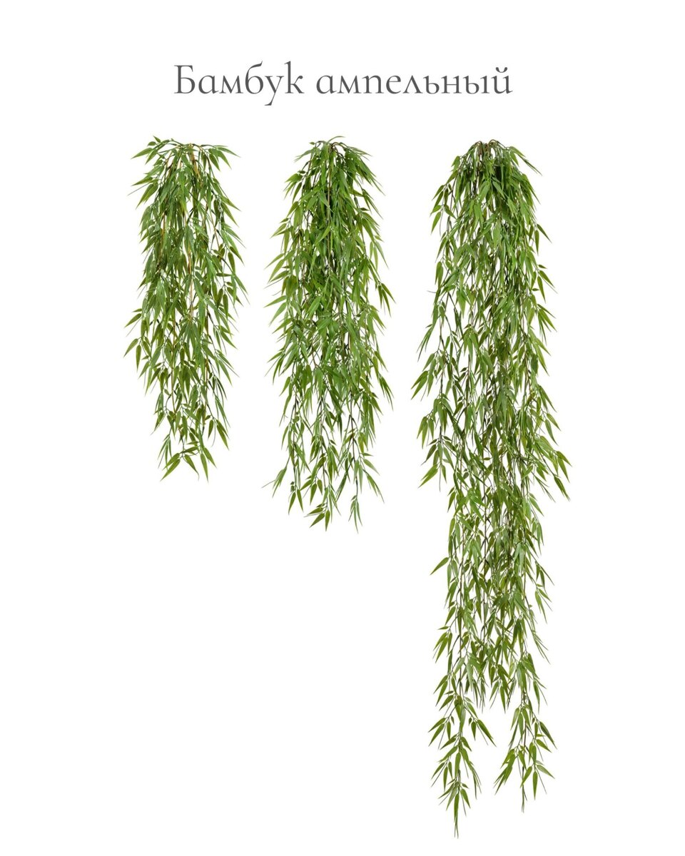 Растения Treez Collection