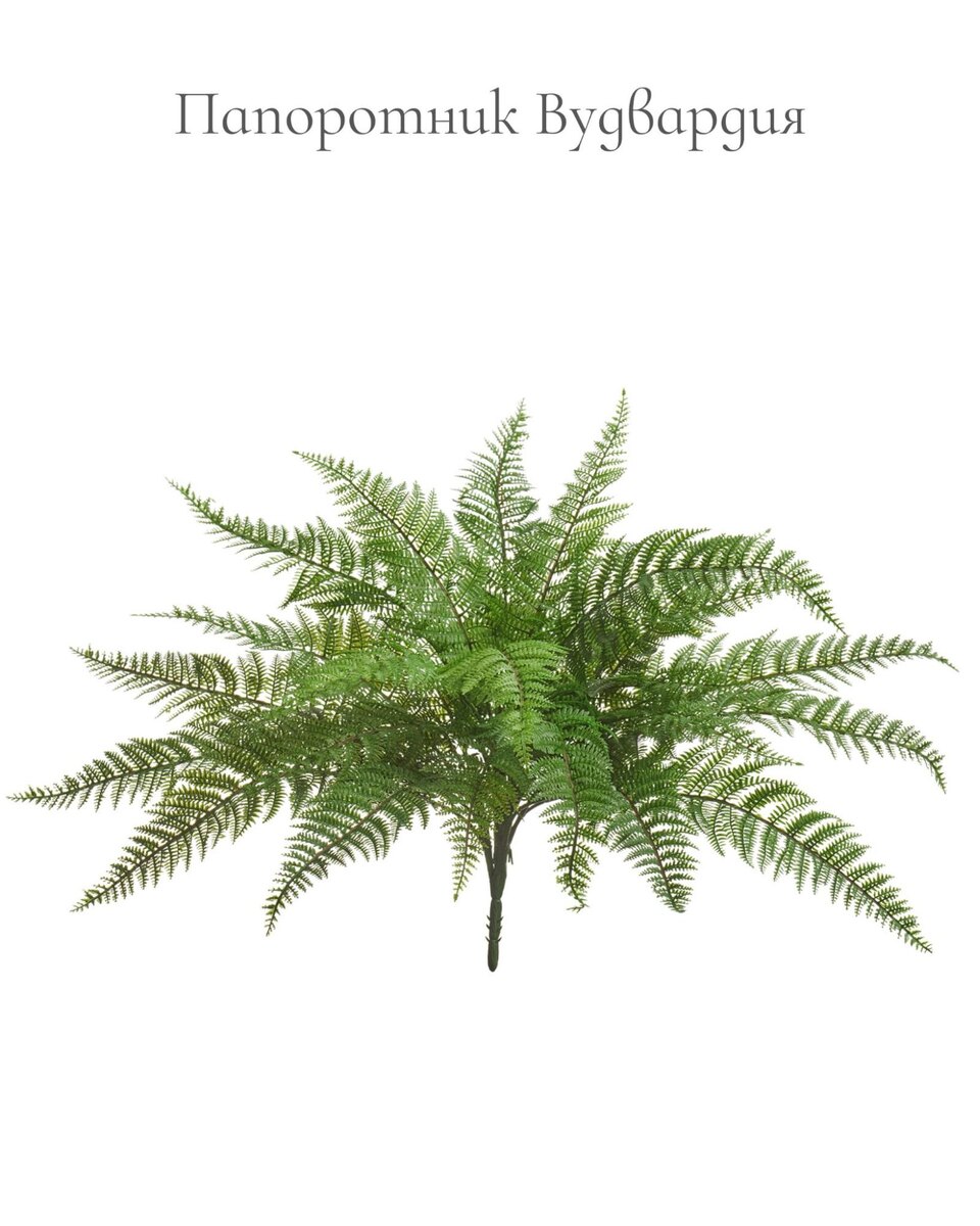 Растения Treez Collection