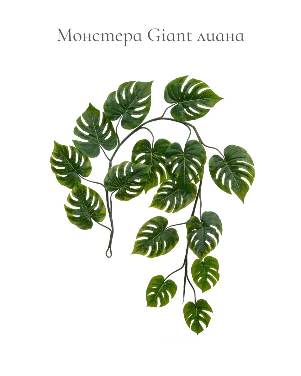 Растения Treez Collection