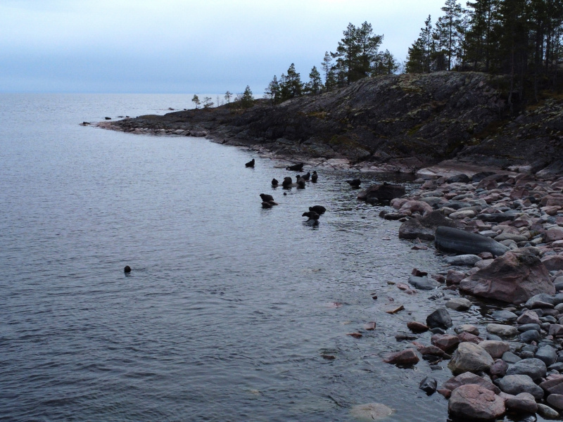    Ладожские нерпы позировали гиду из КарелииАнна Машигина