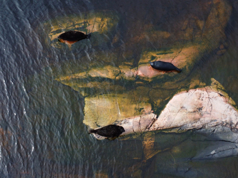    Ладожские нерпы позировали гиду из КарелииАнна Машигина