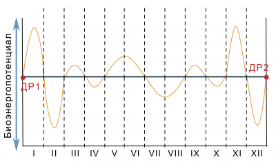 Годовой биоритм  в графике по месяцам 