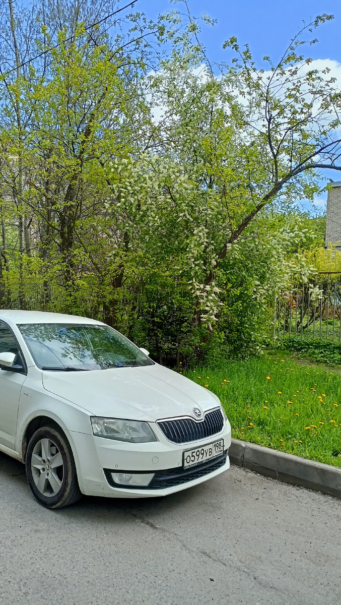 Фото автора.14ч. СПб. Черёмуха.