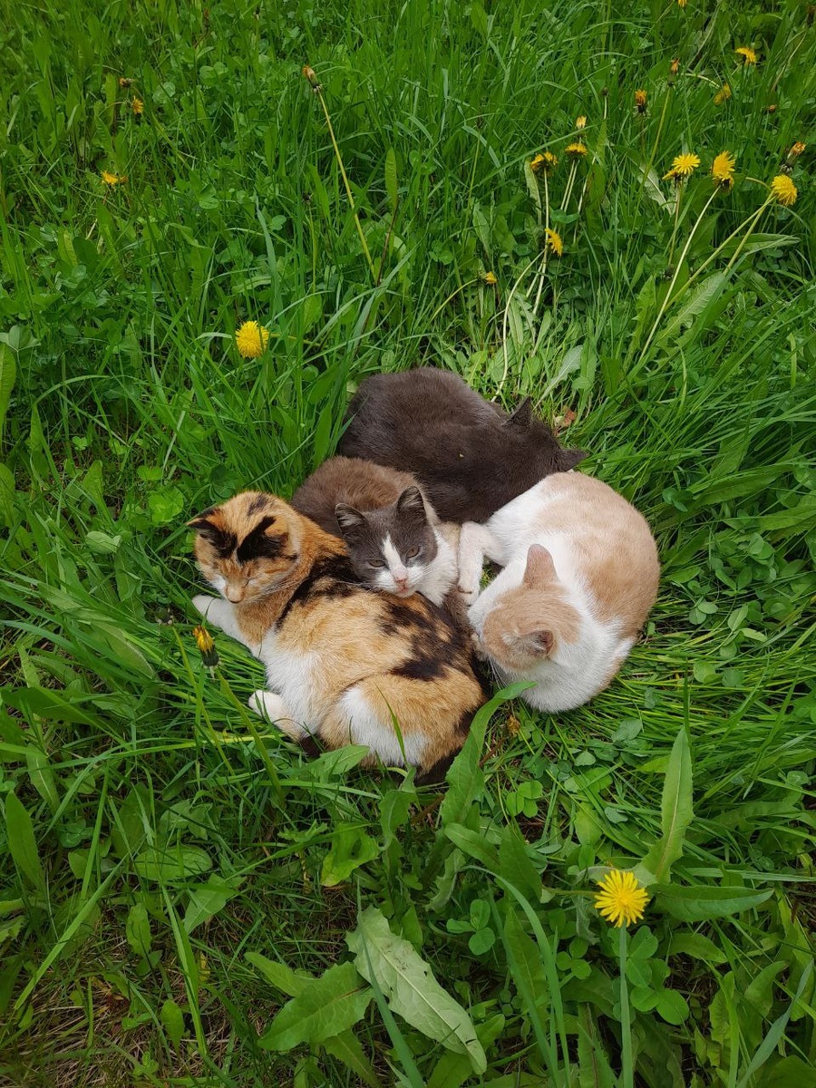 Никому не нужные кошки любят друг друга..