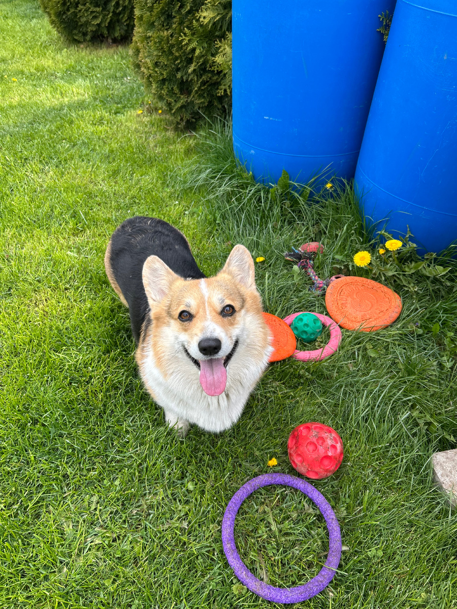 Игрунья Мэри 🥎