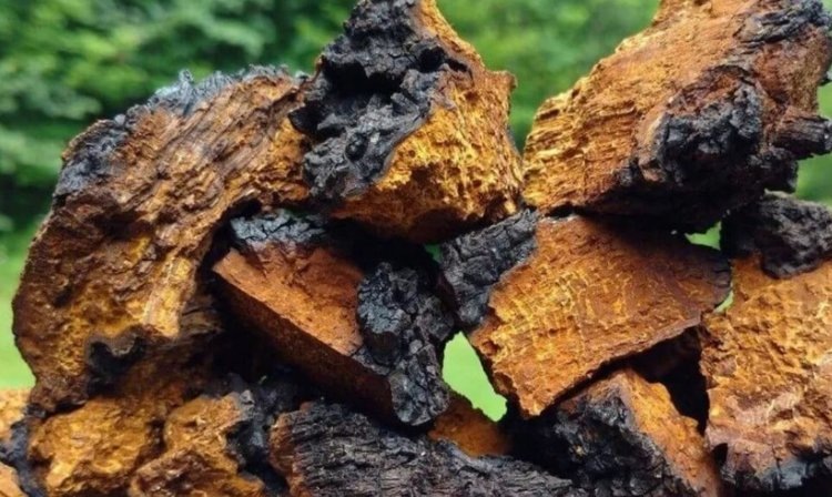    Кировская область успешно экспортирует березовую чагу