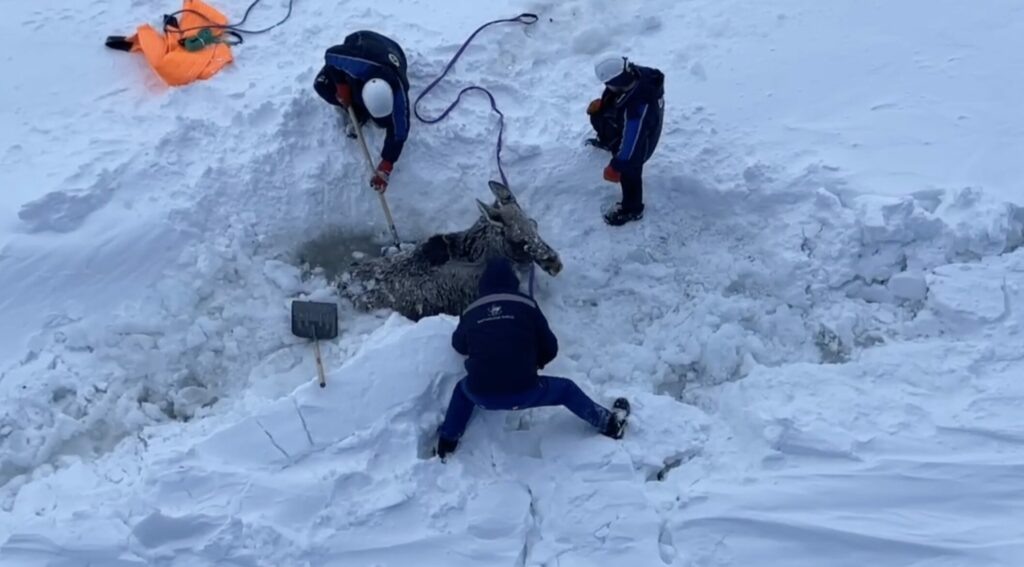    Фото: t.me/Atomflot_official