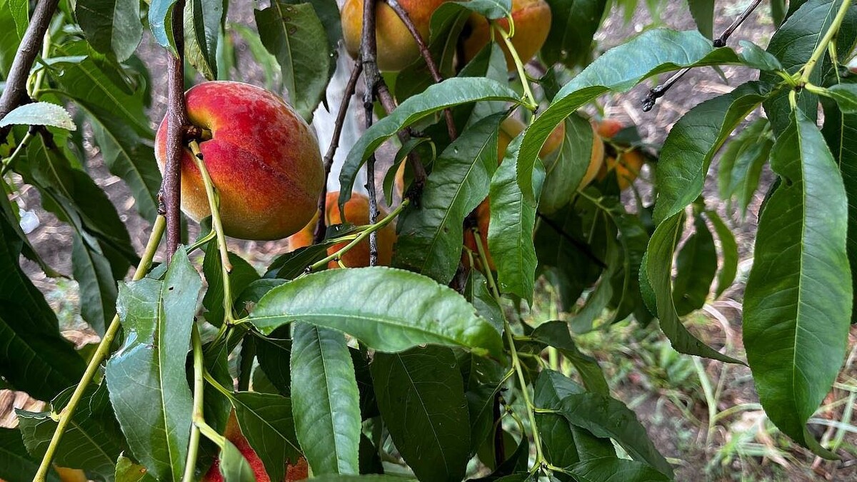    Фото: телеканал «Краснодар»