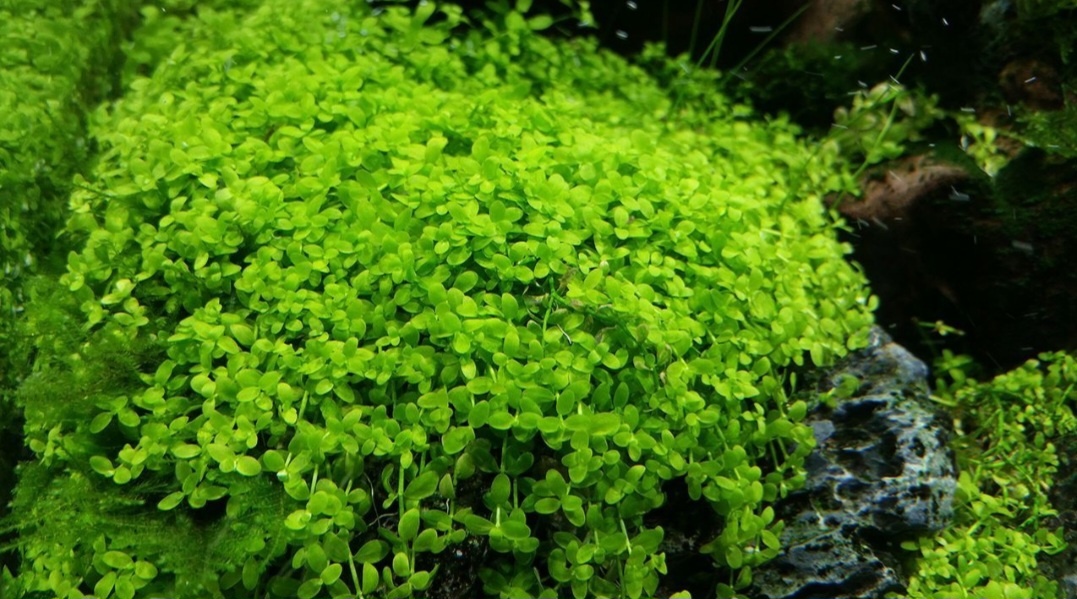 ## Микрантемум монте карло - идеальный ковёр для переднего плана

### Описание растения
**Микрантемум монте карло** - изящное аквариумное растение:
* Высота: до 10 см
* Ширина куста: 1,5-2 см
* Окрас: зелёный
* Быстрый рост
* Длинные белые нитевидные корни
* Листья: округлые, 2-5 мм в длину, 1,5-2 мм в ширину
* Расположение листьев: мутовчатое (по 2-4 штуки)

### Условия содержания
**Параметры воды:**
* Температура: 15-29°C
* Кислотность: pH 6.0-8
* Жесткость: GH 2-16
* Обязательная подача CO2
* Освещение: яркое (0,5-1 Вт/л)

### Особенности строения
**Строение растения:**
* Тонкие ветвящиеся стебли
* Образует плотный ковёр
* Хорошо держится в грунте
* Побеги могут стелиться или расти вертикально
* Корневая система надёжно закрепляет растение

### Размножение и уход
**Способы размножения:**
* Вегетативное размножение
* Легко переносит стрижку
* Быстро восстанавливается
* Хорошо укореняется в грунте

### Преимущества растения
**Уникальные характеристики:**
* Неприхотливость в содержании
* Универсальность к параметрам воды
* Подходит для начинающих
* Отлично формирует ковёр
* Стабильно держится в грунте

### Рекомендации по размещению
**Важные моменты:**
* Идеально для переднего плана
* Подходит для аквариумов любого объёма
* Хорошо сочетается с:
  * тропическими папоротниками
  * криптокоринами
  * анубиасами
* Не требует специальных условий

### Практические советы
**Уход и содержание:**
* Обеспечить яркое освещение
* Поддерживать подачу CO2
* Регулярно подстригать для формирования ковра
* Своевременно удалять отмершие части

Микрантемум монте карло - отличный выбор для создания красивого зелёного ковра в аквариуме. Растение неприхотливо, быстро растёт и прекрасно подходит как для начинающих аквариумистов, так и для опытных любителей. Благодаря своей универсальности и стойкости, оно станет прекрасным дополнением любого аквариумного ландшафта.