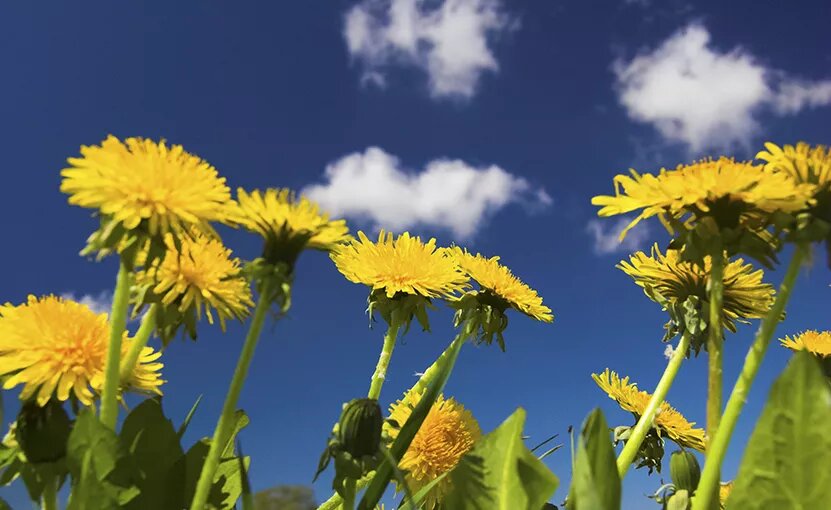    Съедобное солнце: что вкусного можно приготовить из одуванчиков