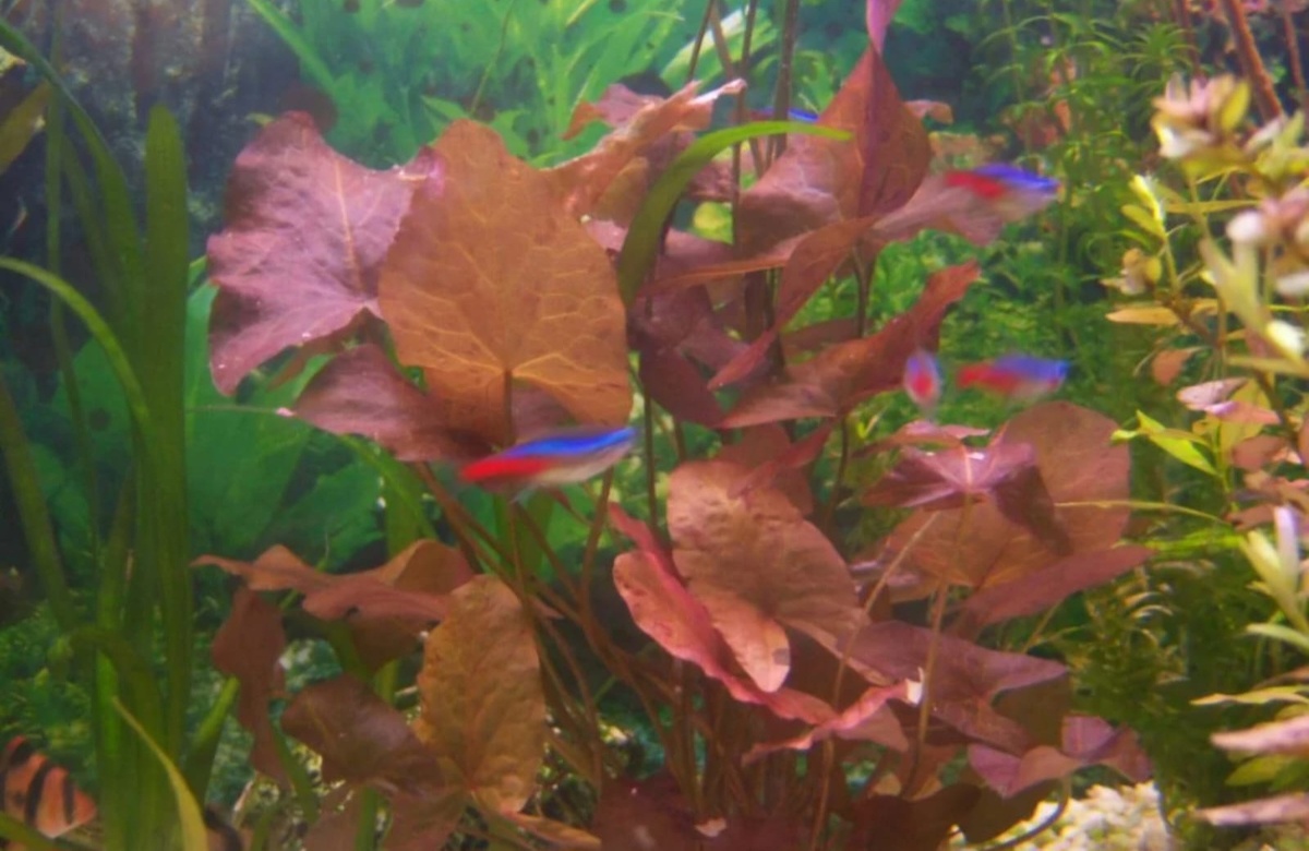 ## Нимфея стеллата - роскошное украшение аквариума### Описание растения**Нимфея стеллата** - великолепное аквариумное растение, которое может достигать впечатляющих размеров: высота от 20 до 70 см, ширина - 20-60 см. Отличается красивыми зелеными листьями и разнообразием сортов с различным окрасом цветов.### Условия содержания**Освещение** является ключевым фактором для успешного выращивания. Требуется яркое освещение мощностью не менее 0,8 Вт/л. **Температурный режим** достаточно широкий - от 18 до 30°C, что делает растение универсальным для большинства аквариумов.**Параметры воды** должны соответствовать следующим значениям:* pH: 5-7 (слабокислая или нейтральная среда)* GH: 2-14 (умеренная жесткость)### Размещение в аквариумеРастение отлично подходит как для **среднего**, так и для **заднего плана** аквариума. При интенсивном освещении может стелиться листьями по дну, создавая живописный ковер.### Особенности выращивания**Скорость роста** нимфеи стеллата средняя. Подача CO2 не является обязательной, что упрощает уход за растением. Размножение возможно двумя способами: вегетативно и семенным методом.### Интересные фактыВ странах Юго-Восточной Азии это растение находит практическое применение. Местные жители используют его как в пищу, так и в аюрведических практиках в качестве лекарственного средства.Нимфея стеллата станет настоящим украшением любого аквариума, при этом не требуя сложного ухода. Благодаря своей неприхотливости и декоративным качествам, она пользуется заслуженной популярностью среди аквариумистов.