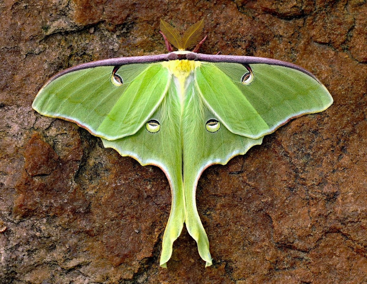 Фото с бесплатного фотостока https://unsplash.com, автор Thomas Elliott