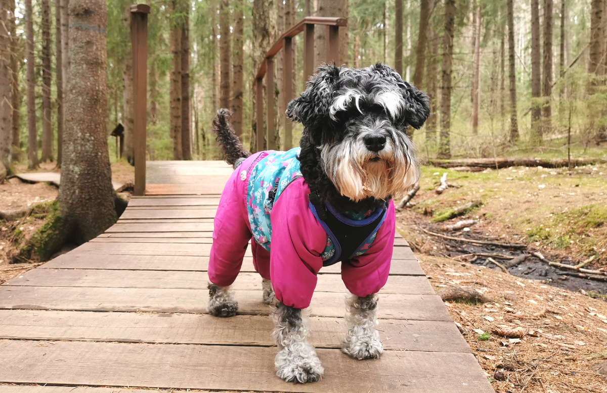 Джессюшка-путешественница