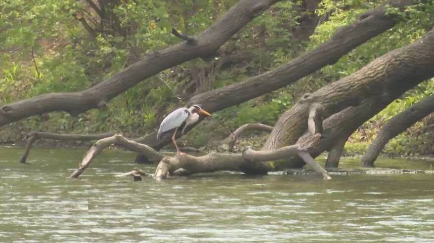 Цапля в парке Минного городка во Владивостоке