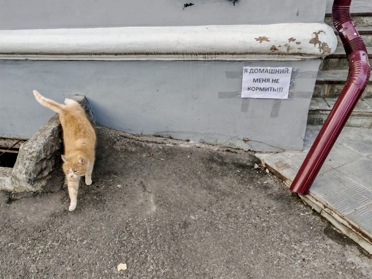 Подруга фото прислала. Хорошо, когда есть тот, кто всегда покормит 🤣