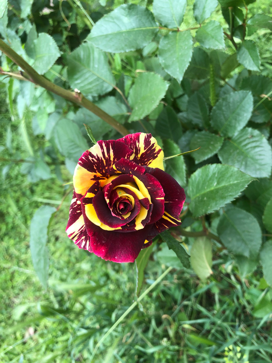 Нереальная красотка😍