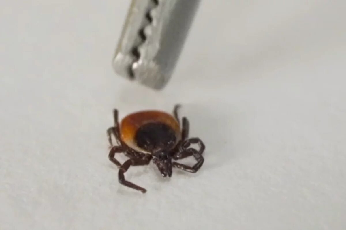    В Тверской области за неделю клещи присосались к людям 176 раз