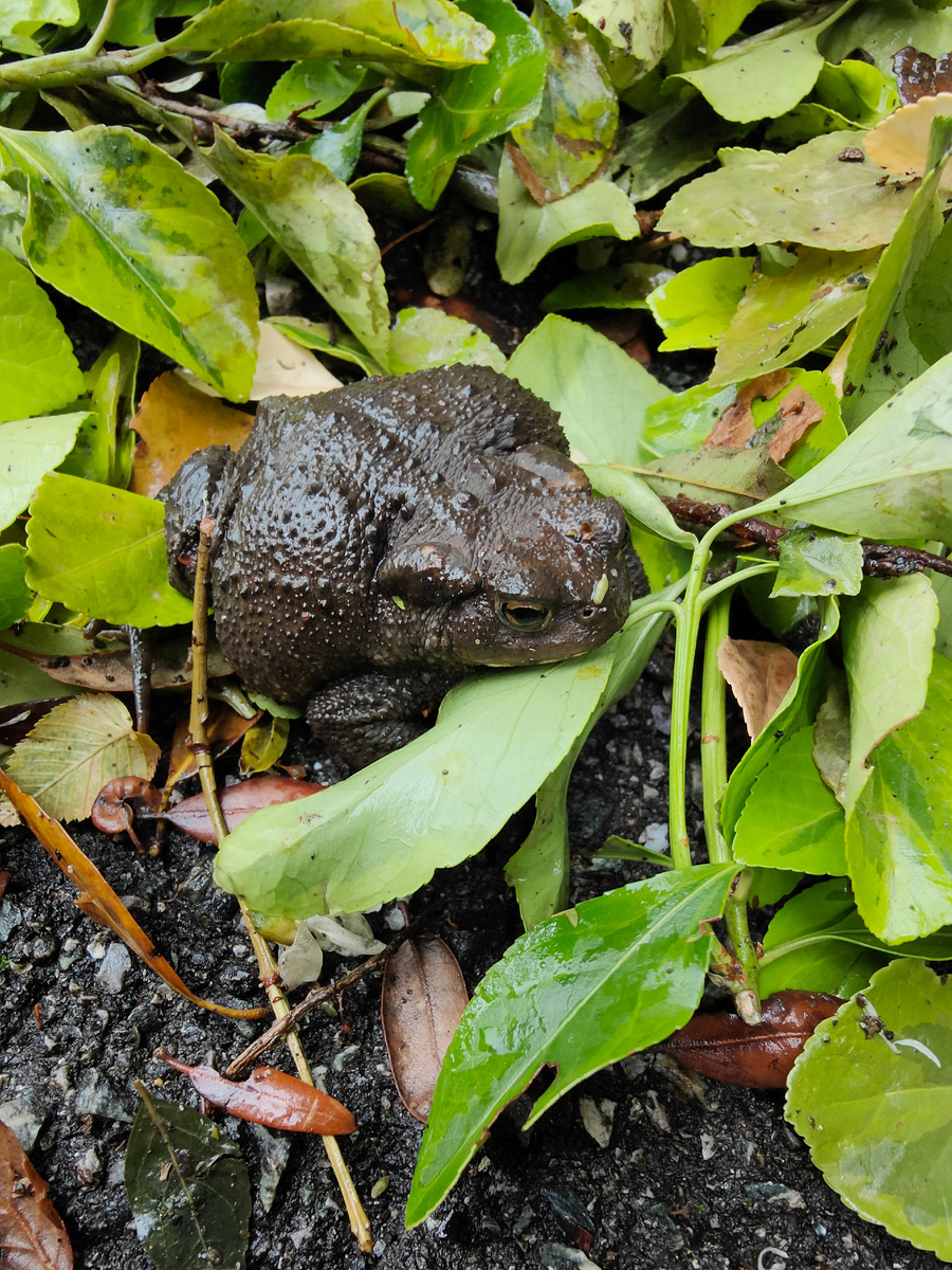 Обитательница нашего сада