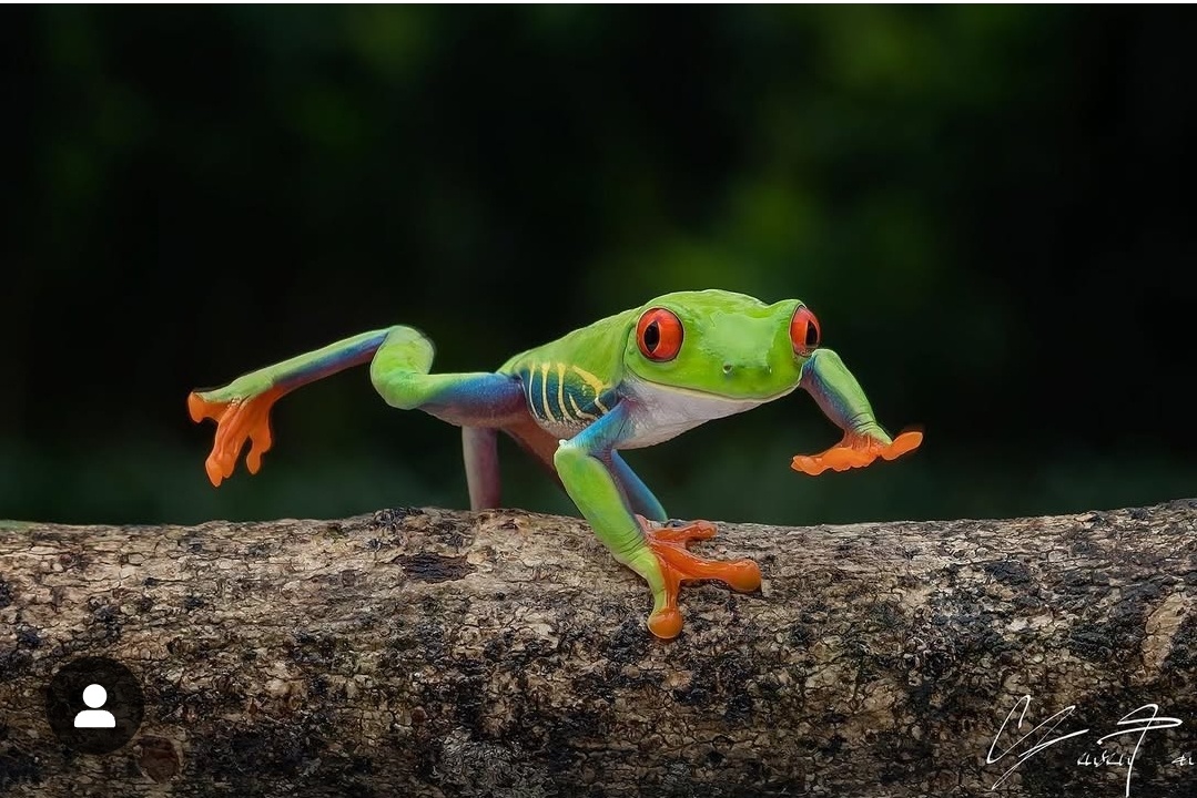 Весёлая лягушка, делающая утреннюю гимнастику (фото из интернета)