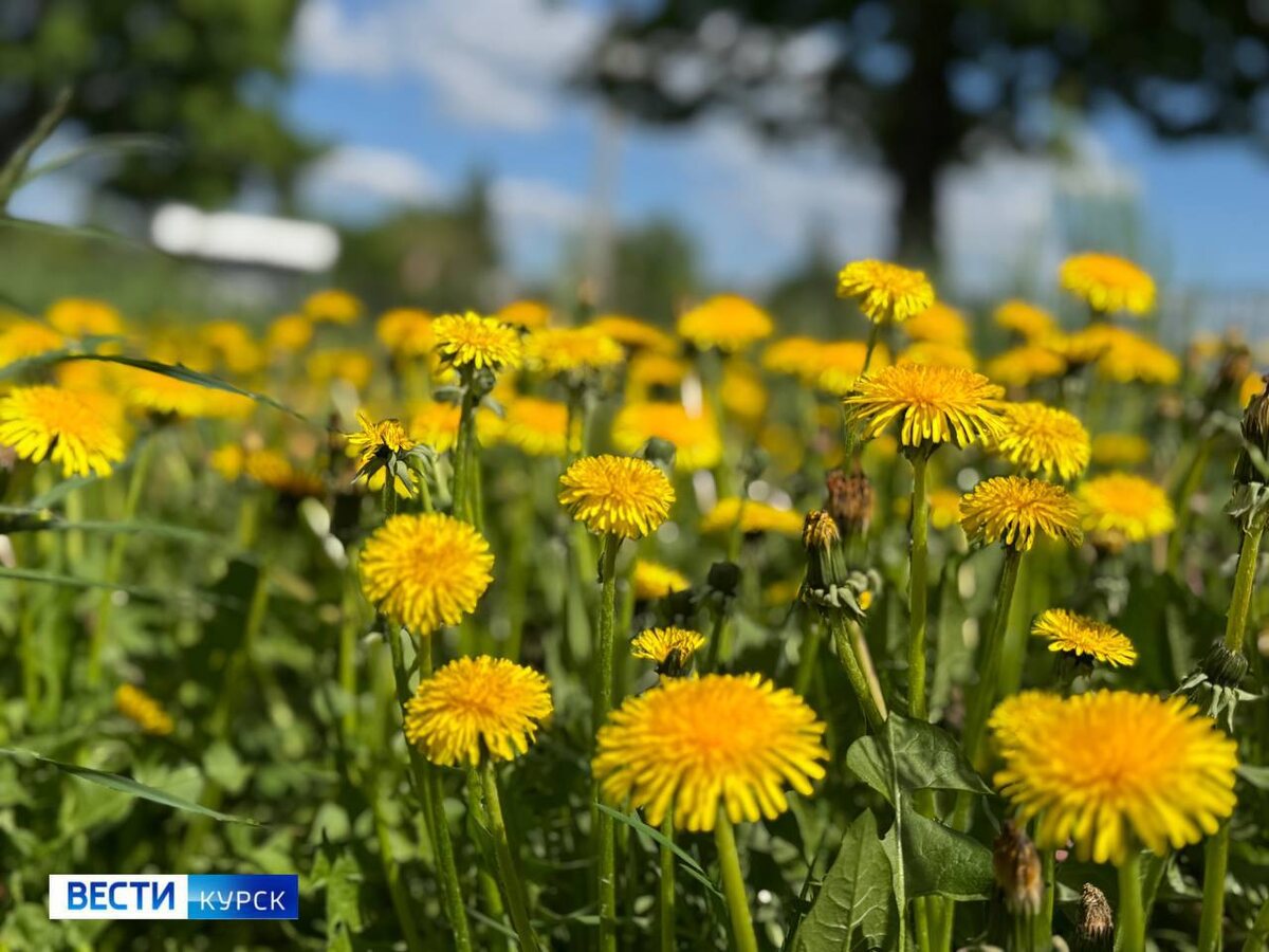    Необычный праздник отмечают 13 мая — Всемирный день одуванчика