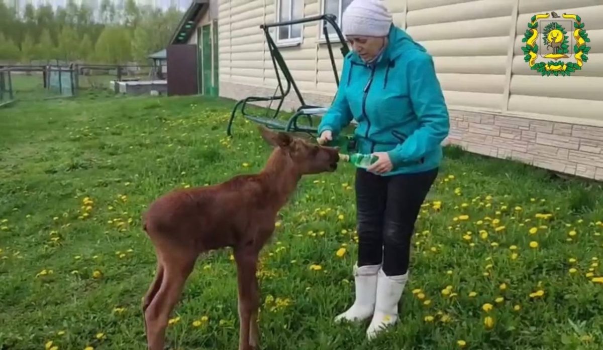    До возвращения в дикую природу животным необходимо научиться самостоятельно добывать пищу