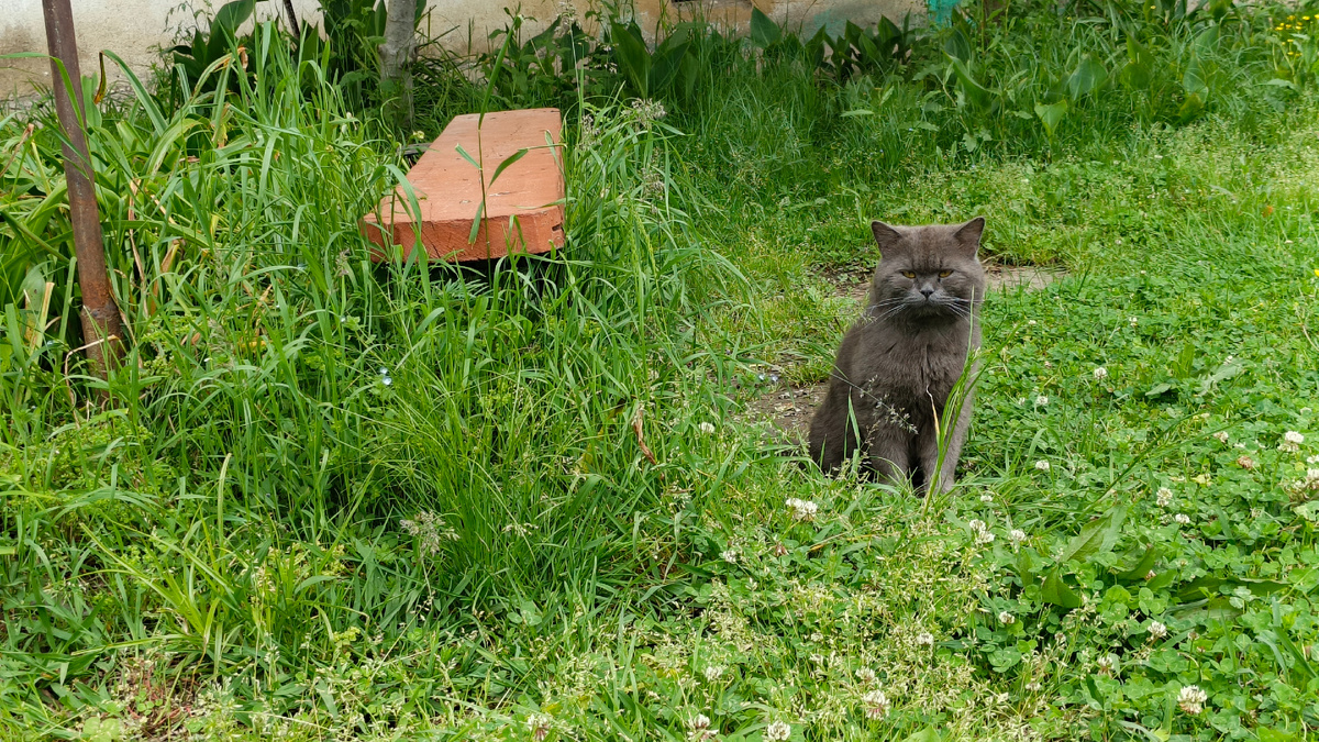 Новоафонский котик. Фото по пути от дома к ЖД станции Новый Афон.