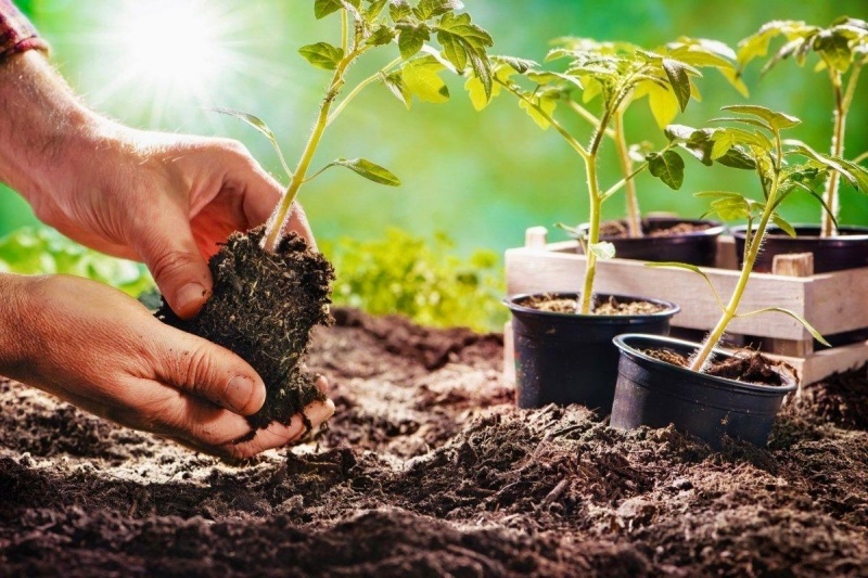    Фото Россельхозцентр по Ростовской области admin