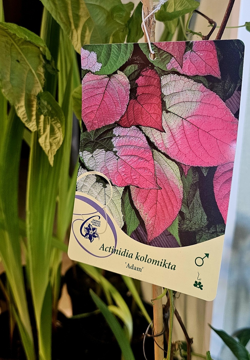 Киви - Актинидия