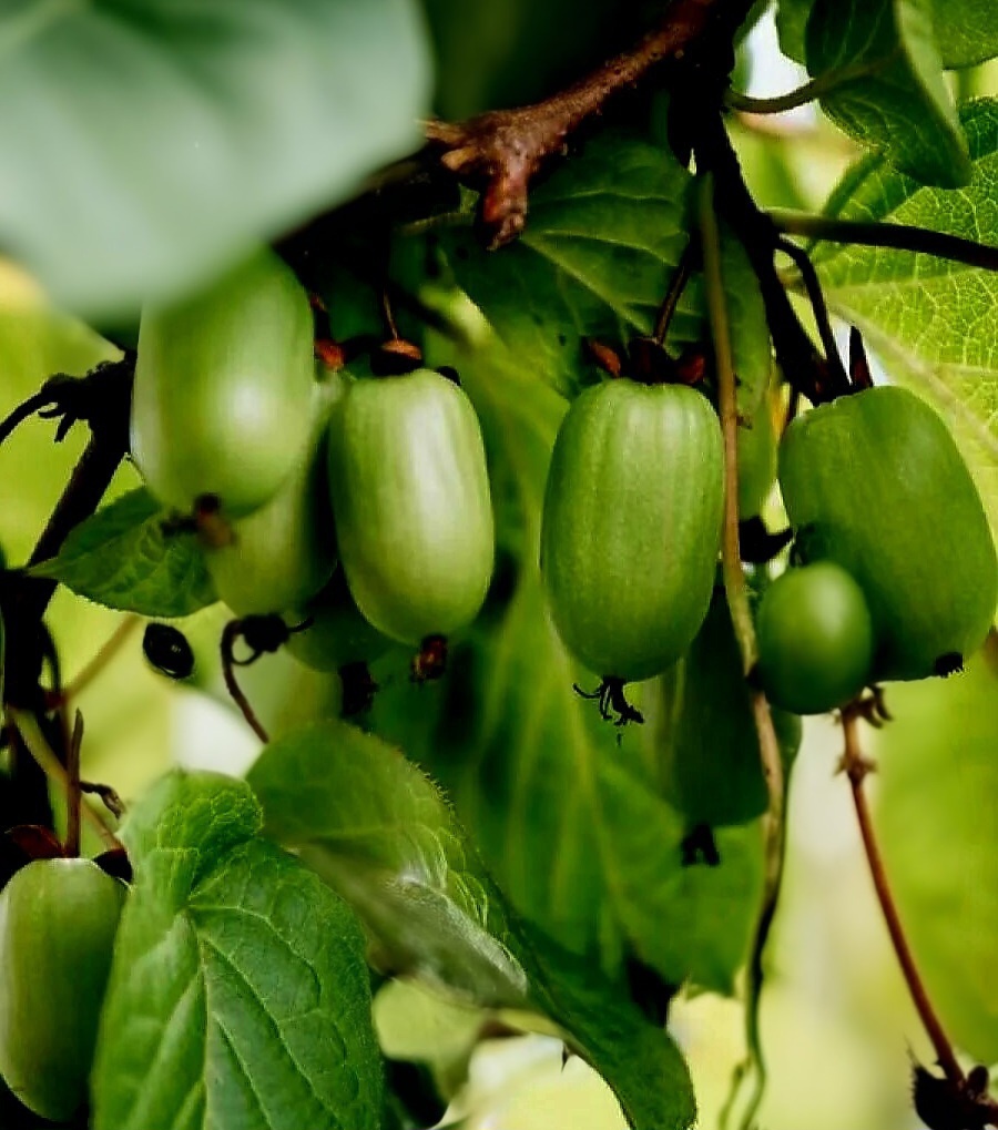 Актинидия коломикта