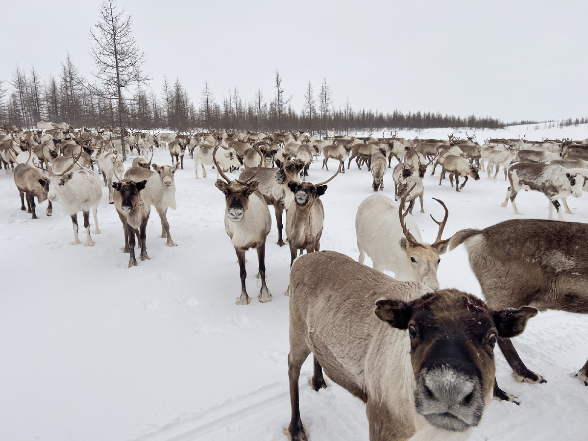 Олени из стада семьи Тэседо