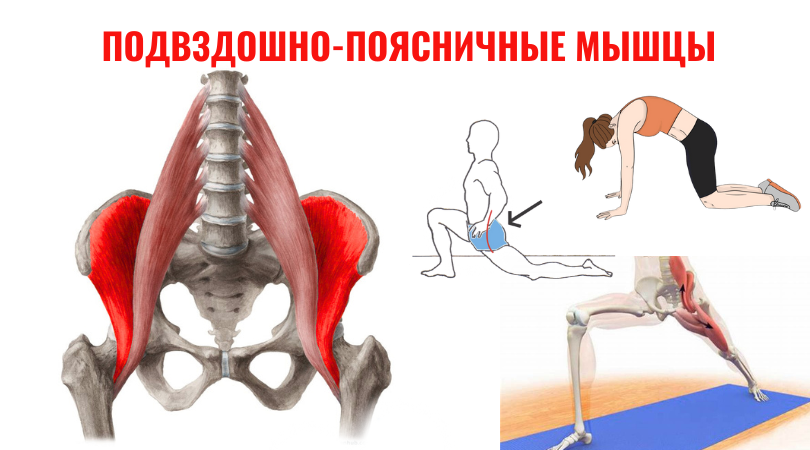 Подвздошная мышца: почему болит поясница и как исправить это за 5 минут в день