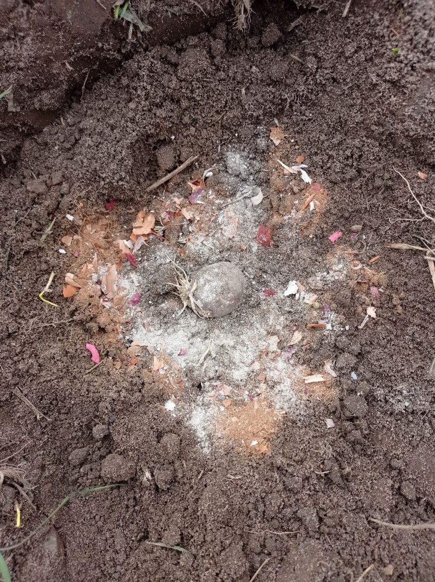 Любава, Легенда, Дельфин (порядок посадки - от середины поля к дорожке)