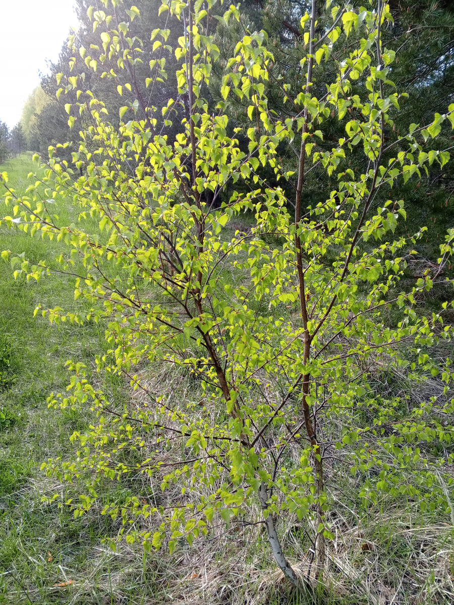 Нежно-зеленые листья на березе