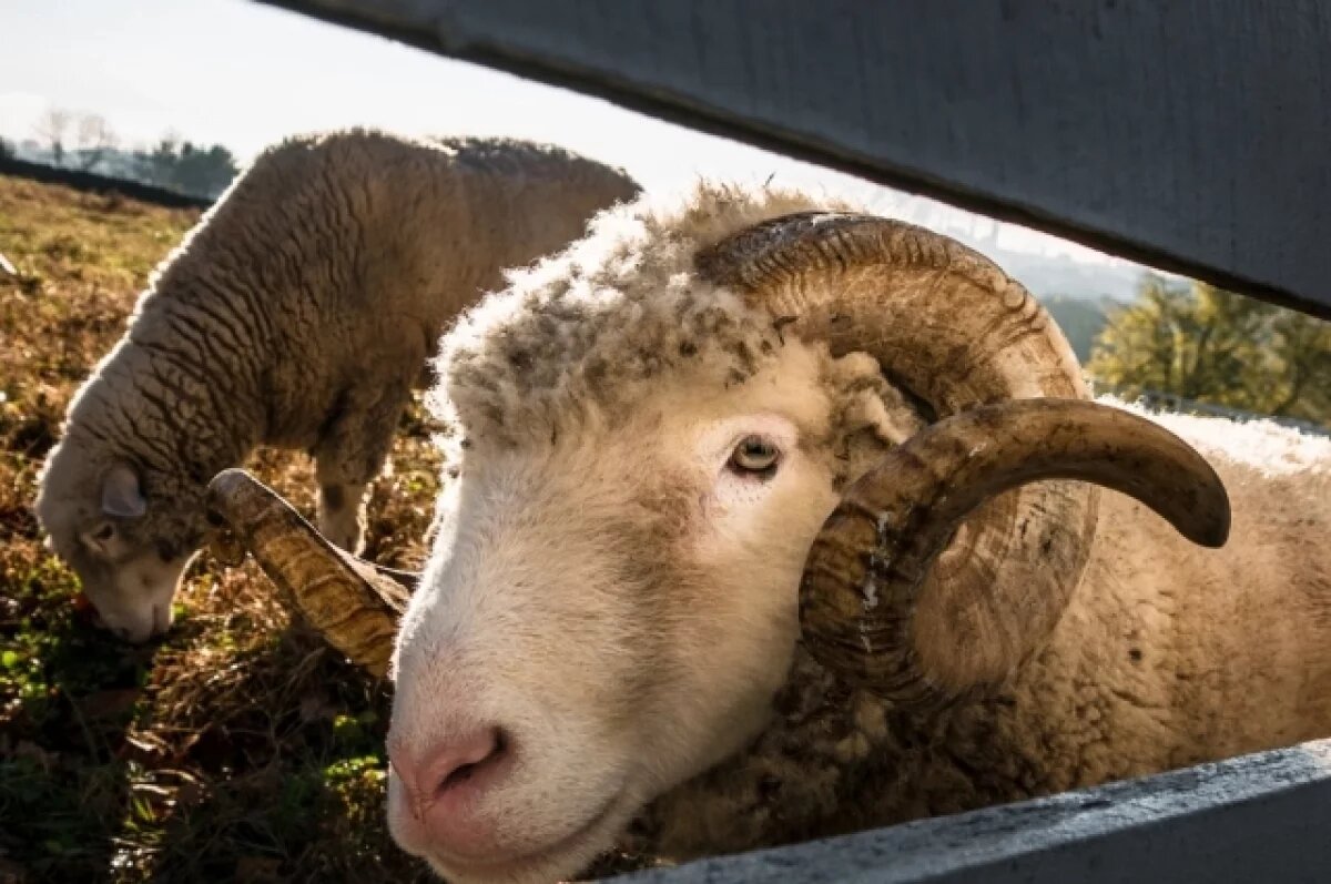    В Татарстане определились цены на животных для Курбан-байрама