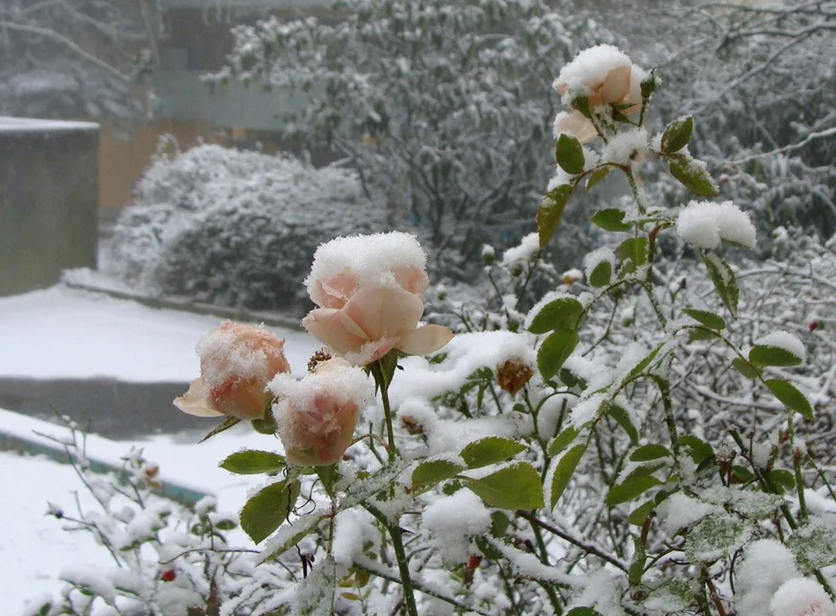 Источник фото: pinterest.com