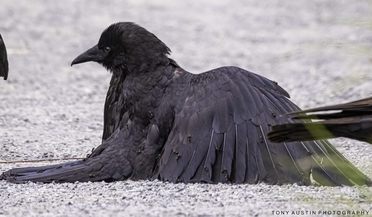 https://cdn.cheknews.ca/wp-content/uploads/2021/06/13163705/crow-and-anting-004-scaled.jpg