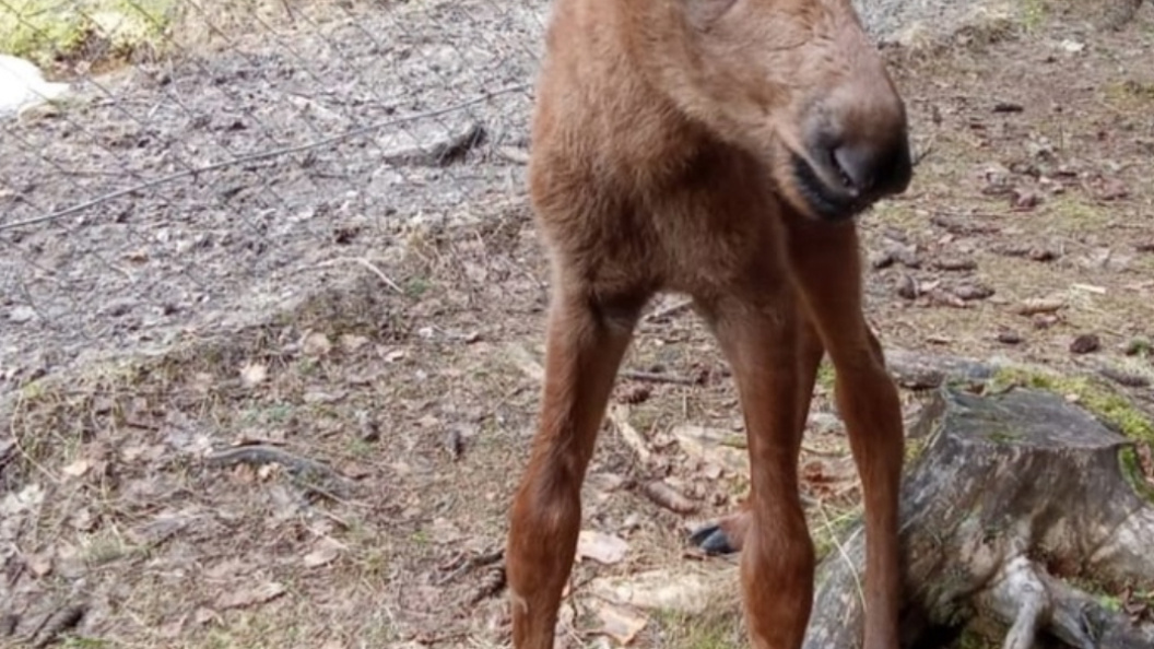    Фото: Печоро-Илычский заповедник