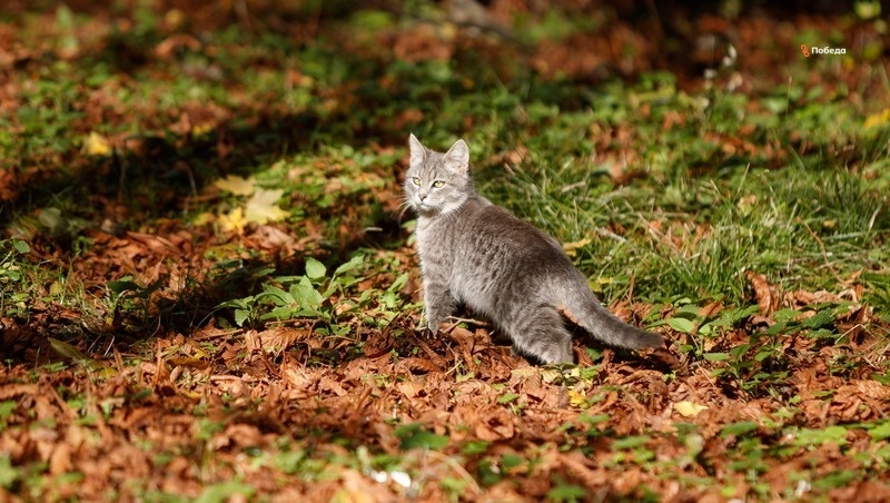      Фото: Дмитрий Ахмадуллин / / ИА «Победа26»