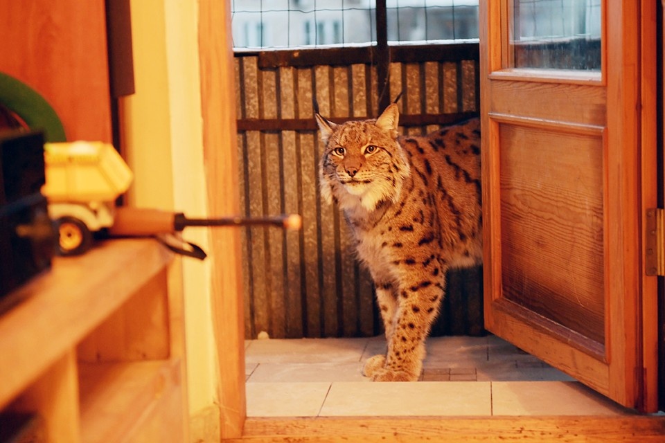    Содержание диких животных в домашних условиях - квартирах или на дачах - по-прежнему остается проблемой Виктор ГУСЕЙНОВ