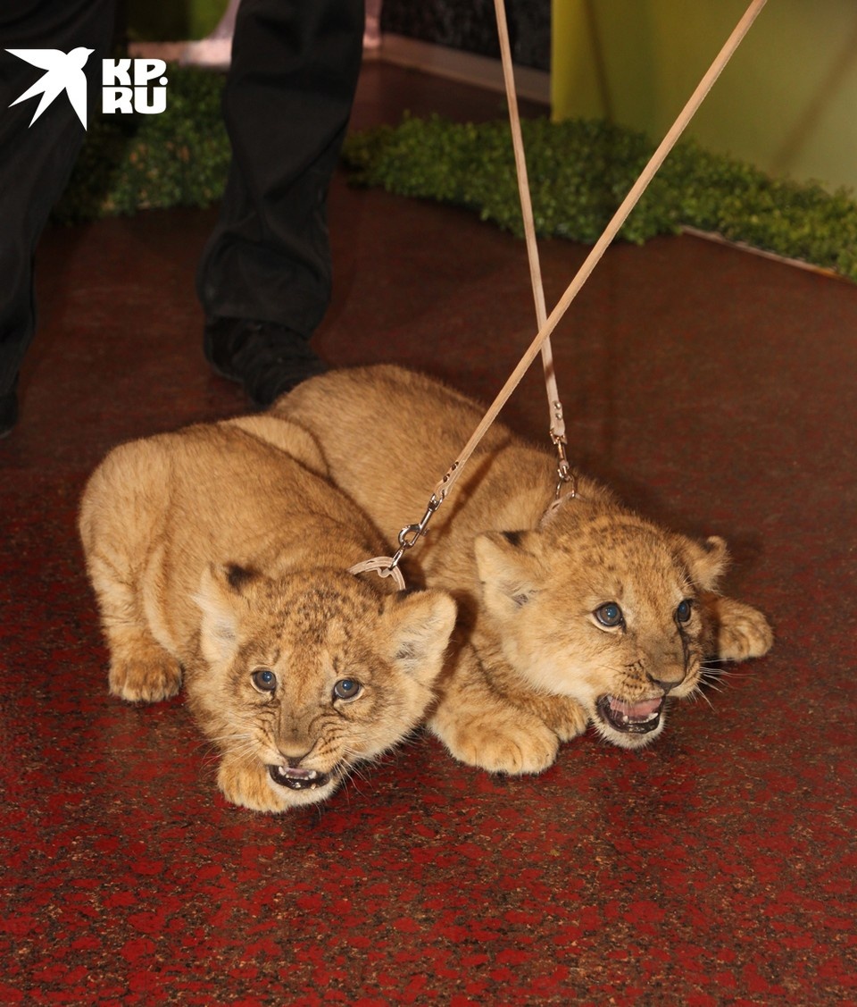    Животные, приобретенные до 1 января 2020 года, могут находиться на содержании их владельцев до наступления естественной смерти Борис КУДРЯВОВ