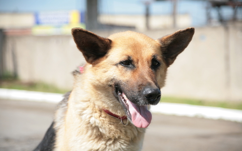    В России могут создать спецслужбу для отлова бездомных собак