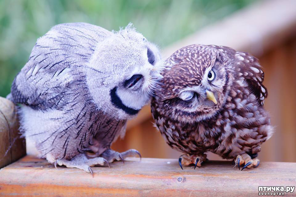 фото из Инета