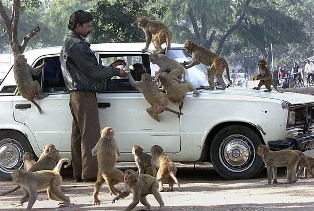 Обезьян в Индии много.  фото: картинки яндекса.