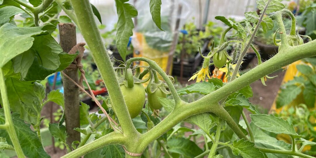 Как не допустить раздвоения макушек у томатов и что с ними делать – оставить или убрать