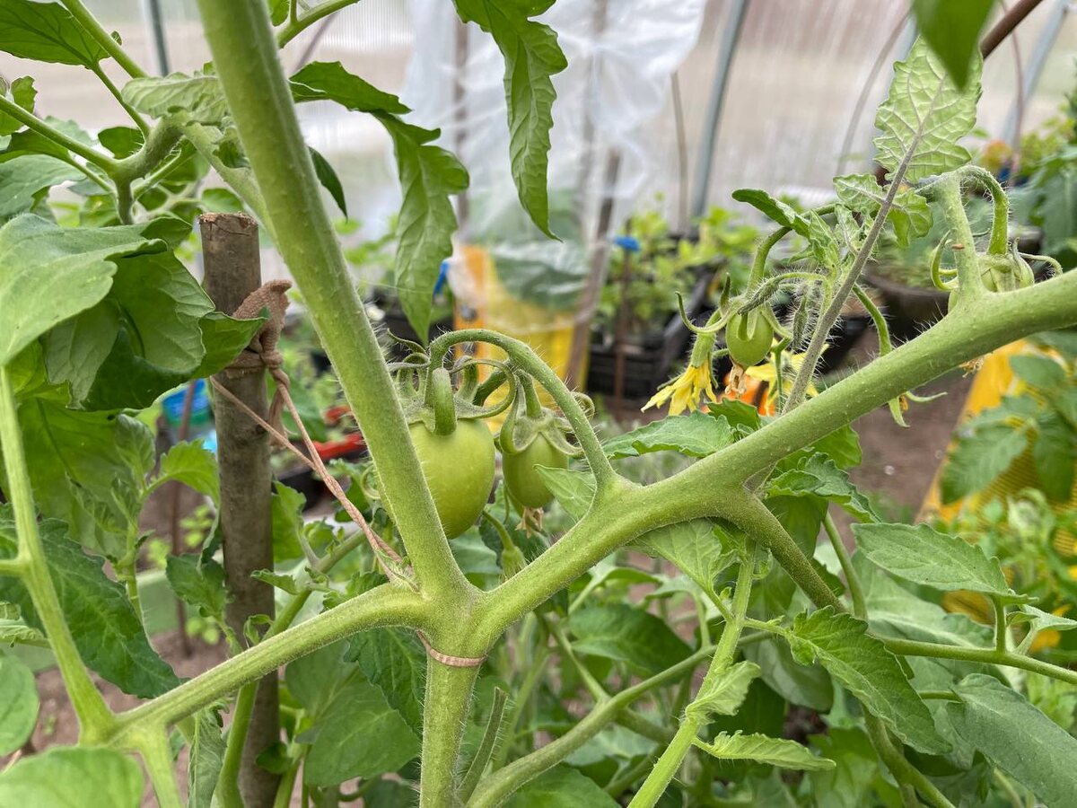 Раздвоение верхушек у томатов. Фото автора