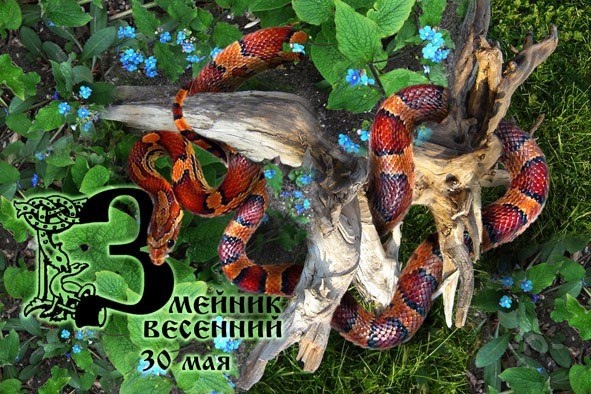 30 МАЯ (ТРАВНЯ) отмечается Змейник Вешний vk.com