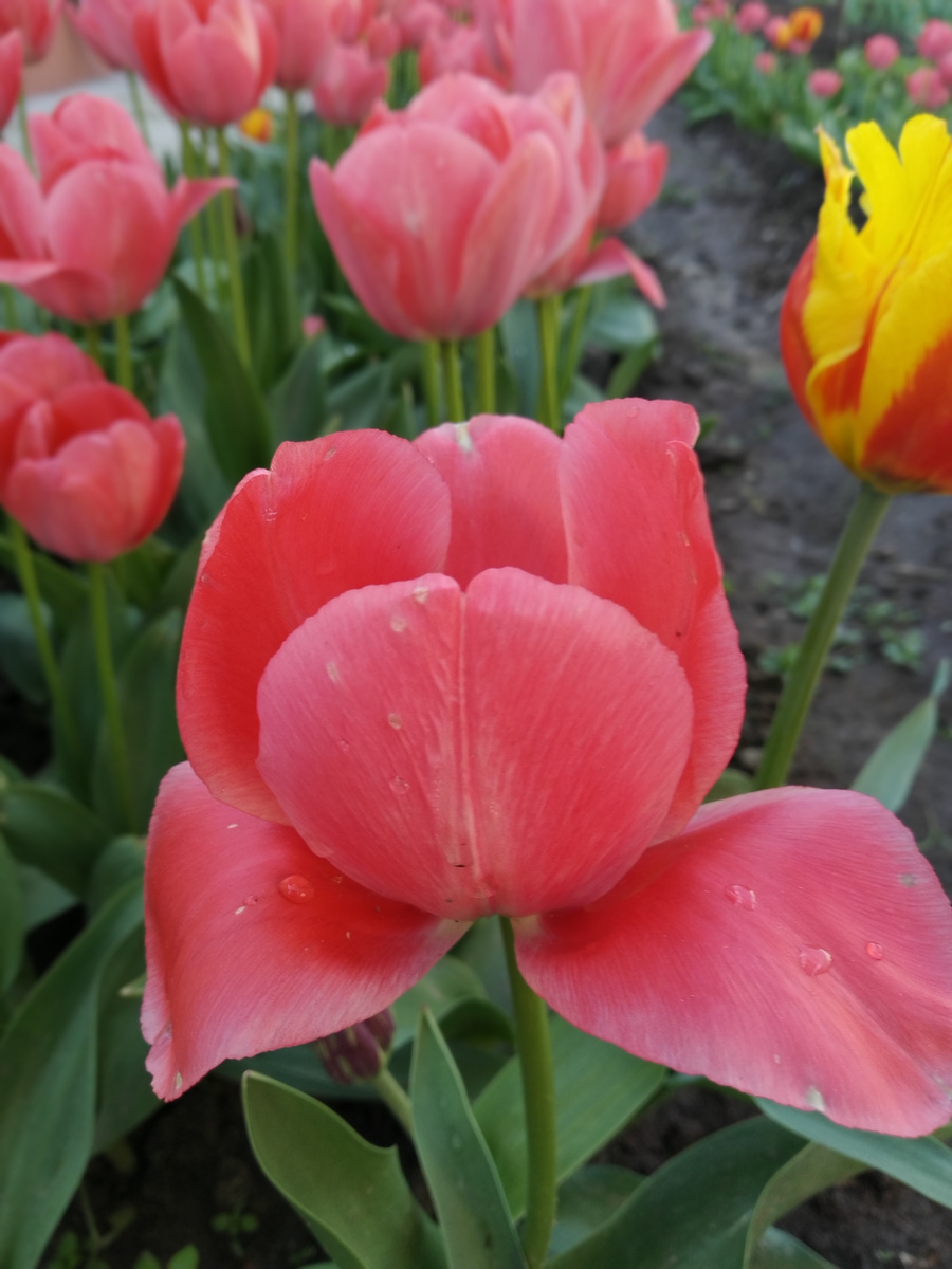 Дарвиновы гибриды - неприхотливые луковичные цветы для вашей дачи